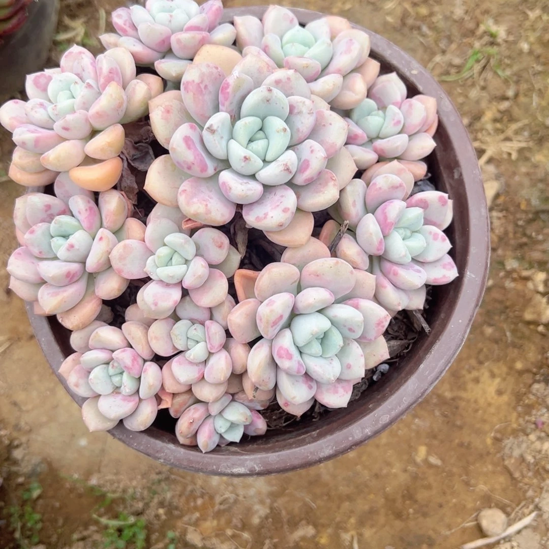 精品多肉植物老桩