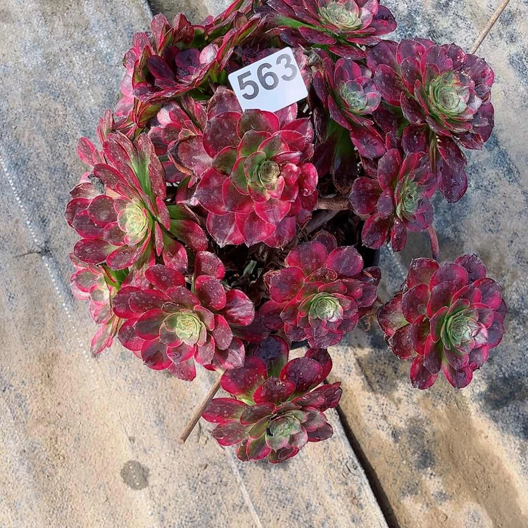 多肉植物563不包