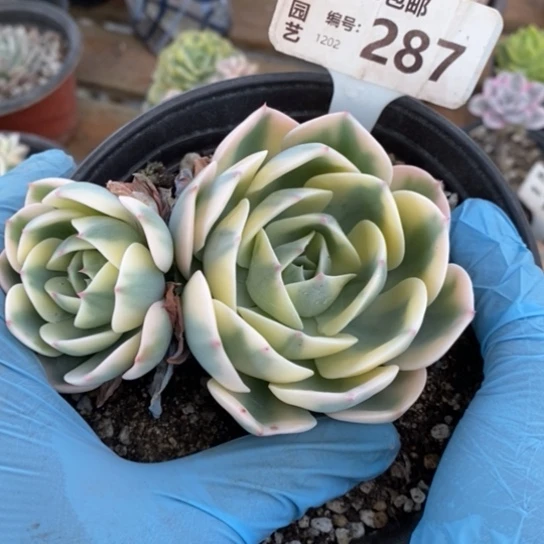 287一一一一一一一一一