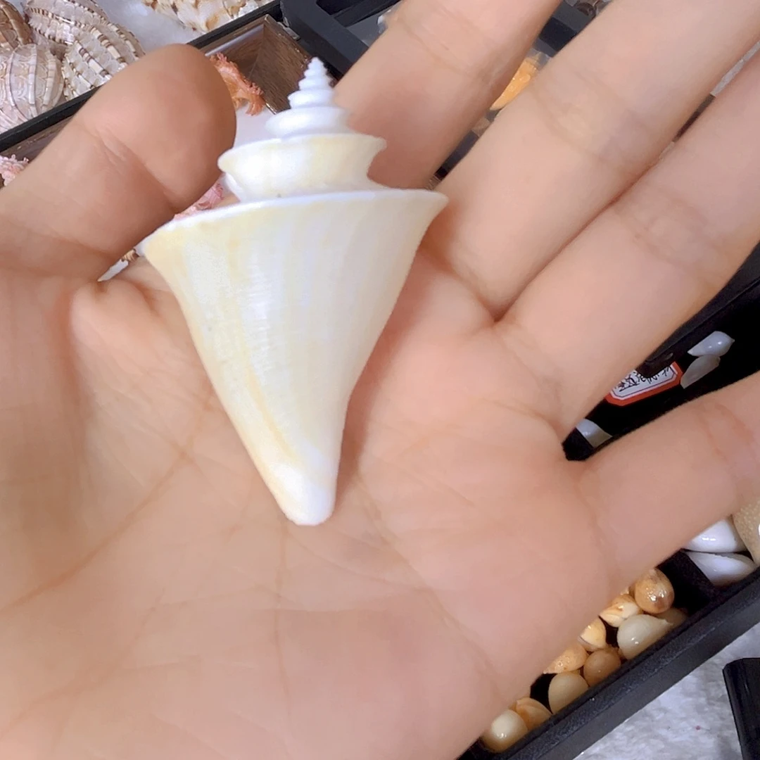 大理石磁石?***祥天然贝壳海螺批发零售
