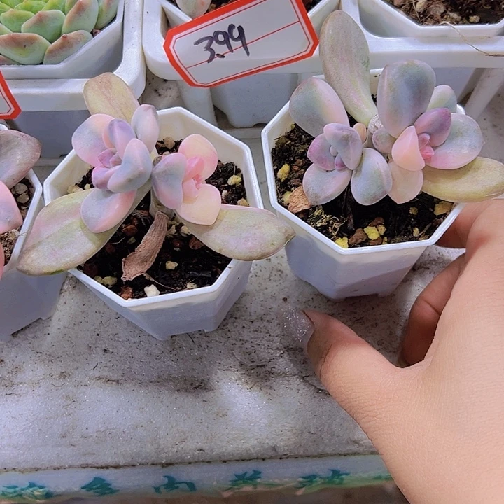 双头紫乐锦19包邮多肉