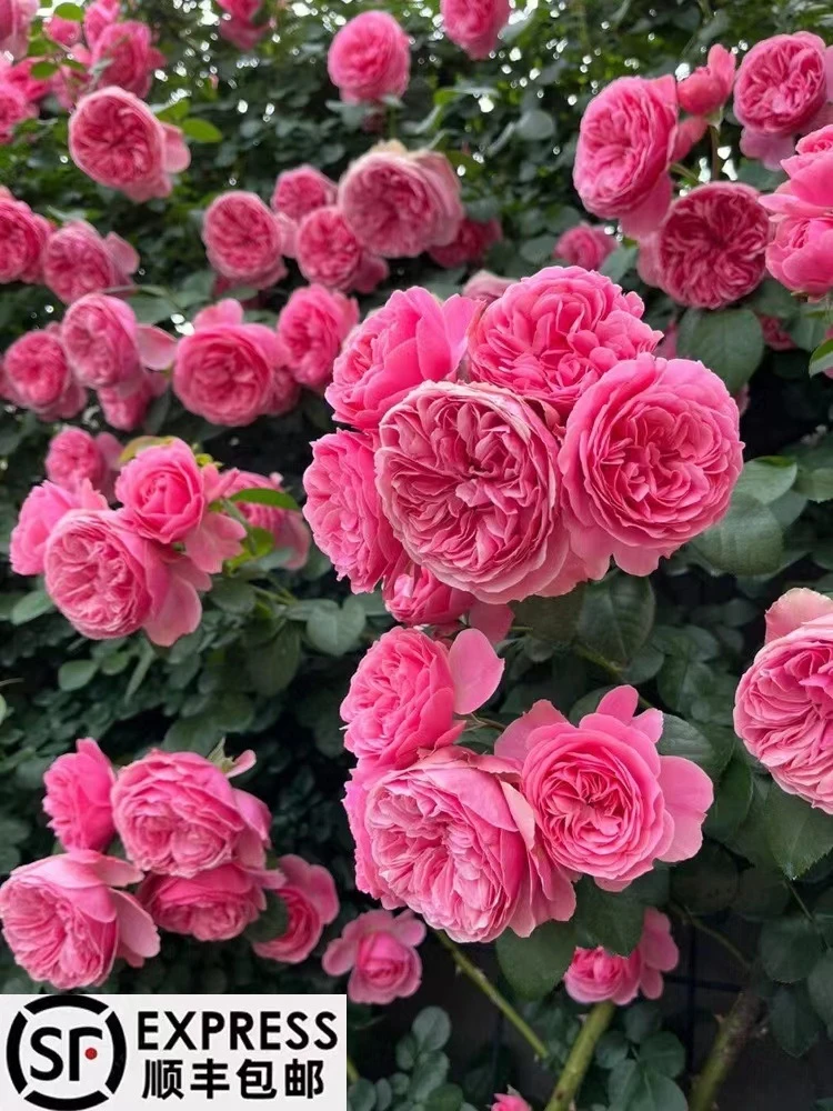 粉色达芬奇   大苗爬藤月季大花浓香型庭院阳台种植