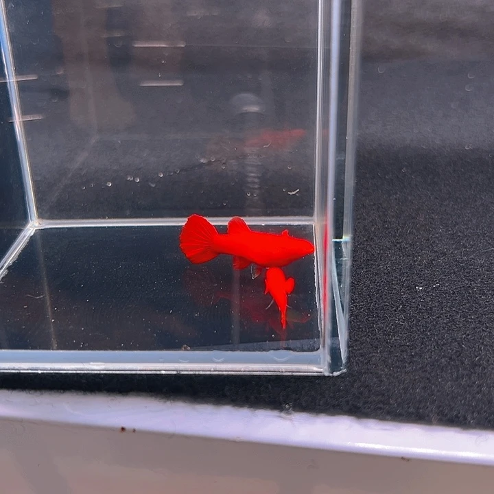 孔雀鱼精品火麒麟1对
