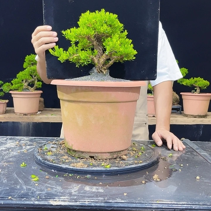 无花朵黄杨盆景四季常青