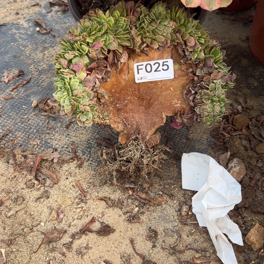 025缀化多肉植物法师