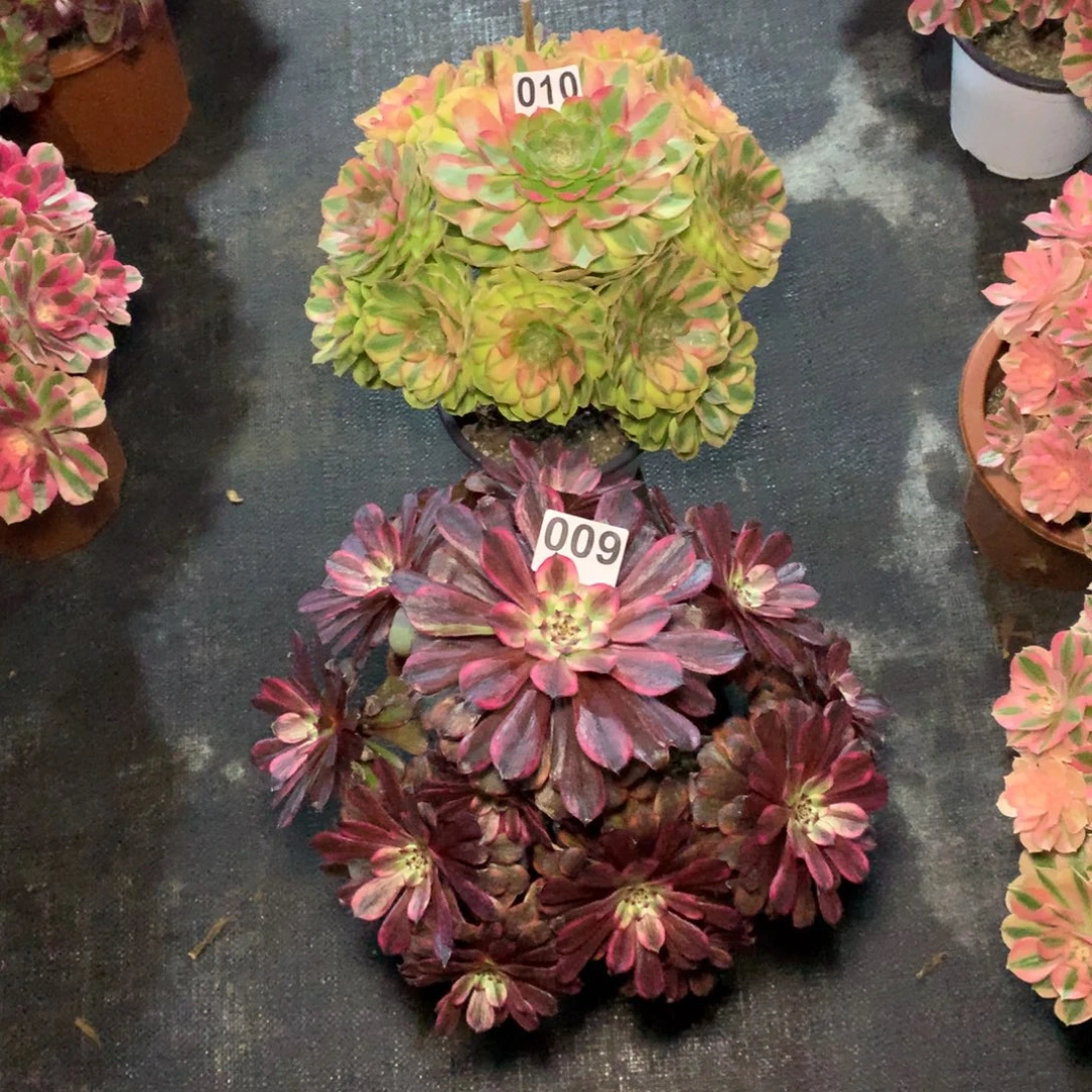 幽默画009雨荷010组合福利8800000