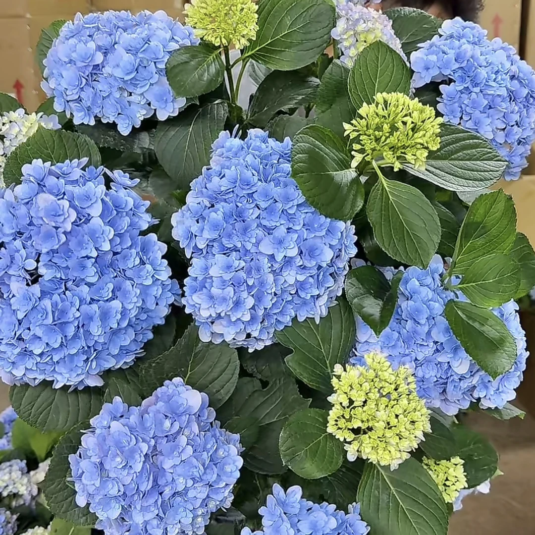 弗洛伦蒂娜【二加仑】重瓣绣球花盆栽室内庭院阳台易养活发货快