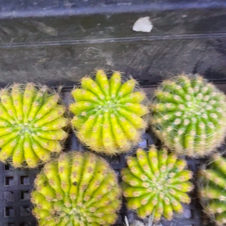 10彩草514-2嫣然锦歪3公分左右无根侧牙，20包邮