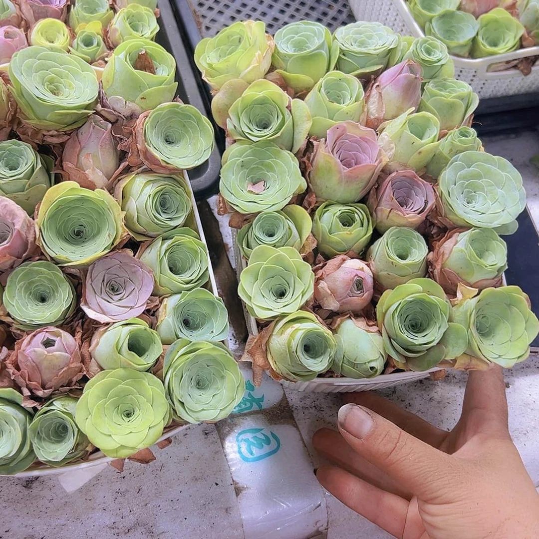 大苗组合24颗没有蓝子3到4厘米