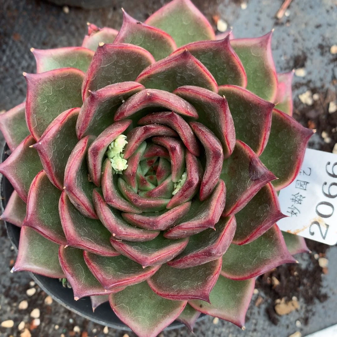 2066杂交精品基地11厘米