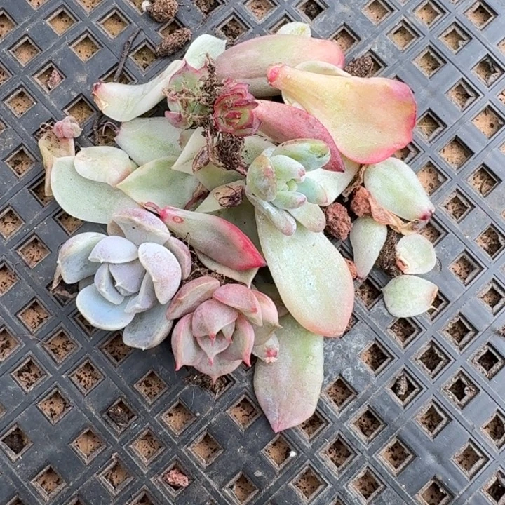 一组叶片一物一拍