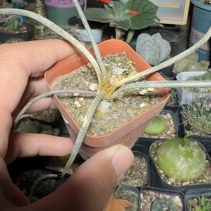 281美杜莎带盆发货实生