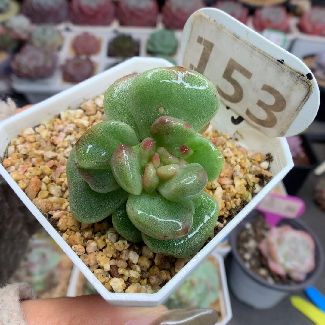 153双头冰玉石化多肉植物
