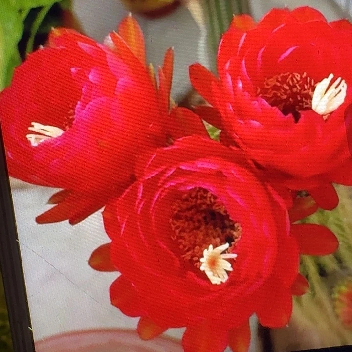 樱桃红侧芽5公分左右毛花柱（20包邮）
