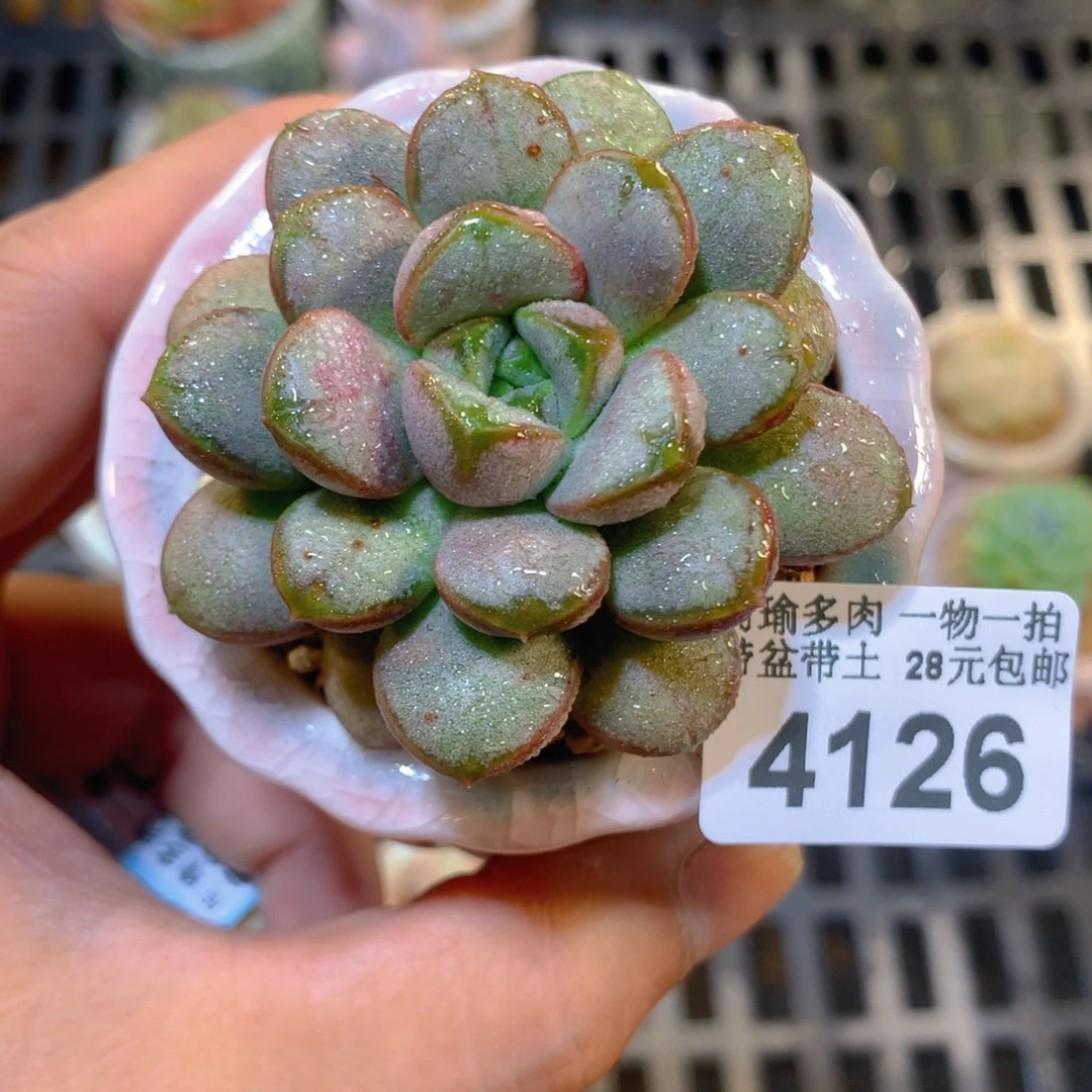 精控多肉植物4126