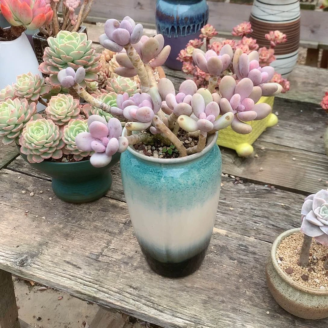 ꧁****奶酪多肉植物脱土