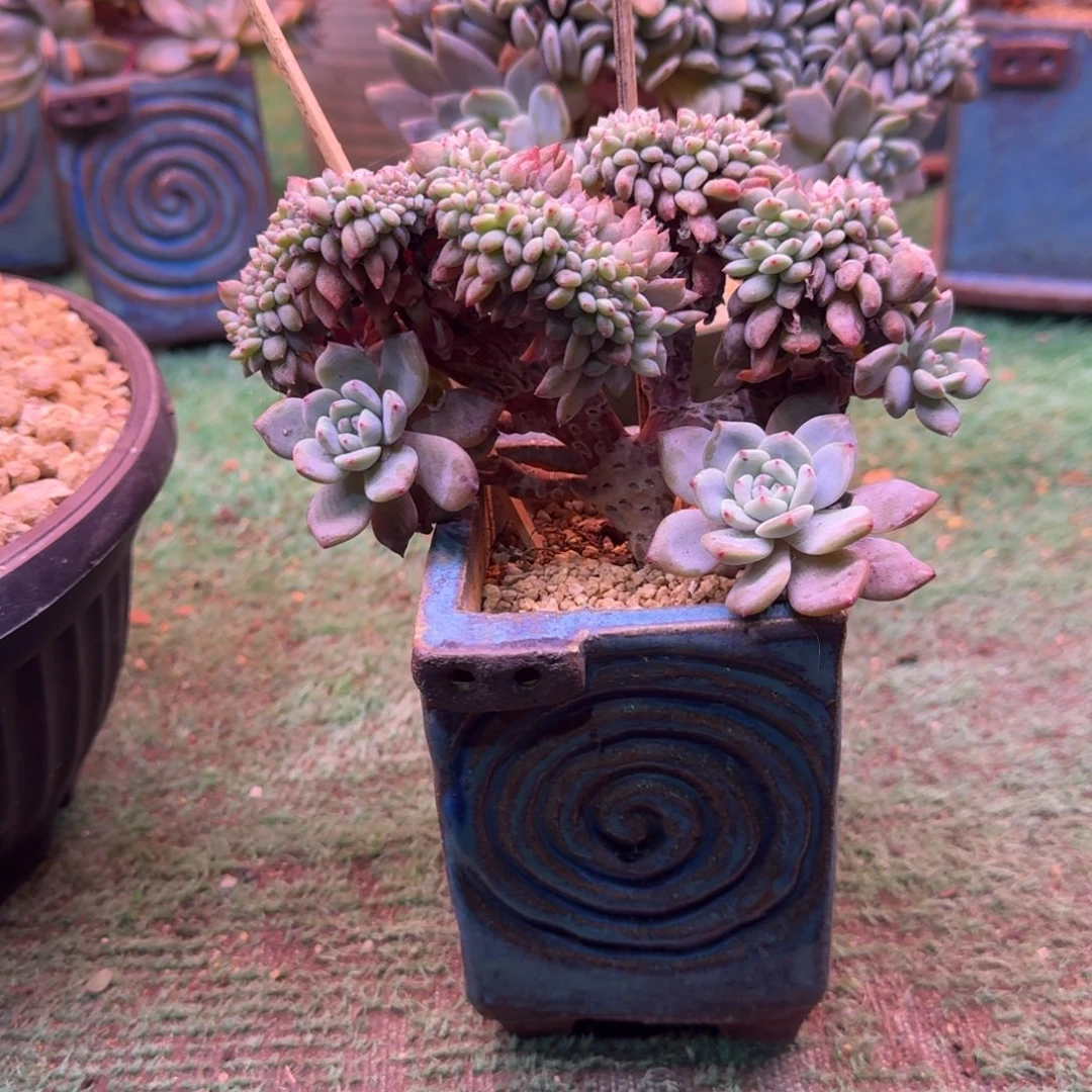 星影树缀无砍多肉