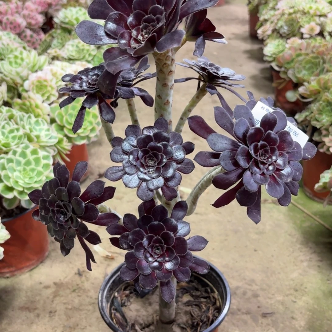 654墨法师多肉植物法师