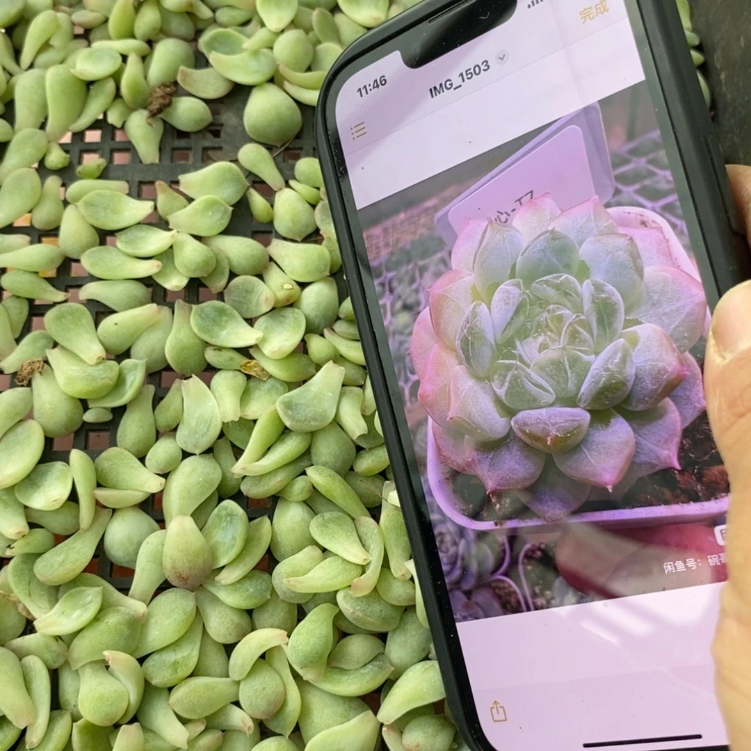 纯叶片甜心碗7叶片一个