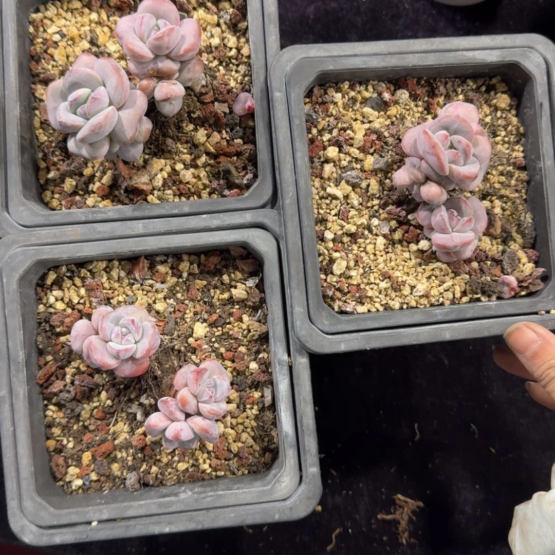 三颗一起一物一拍星影