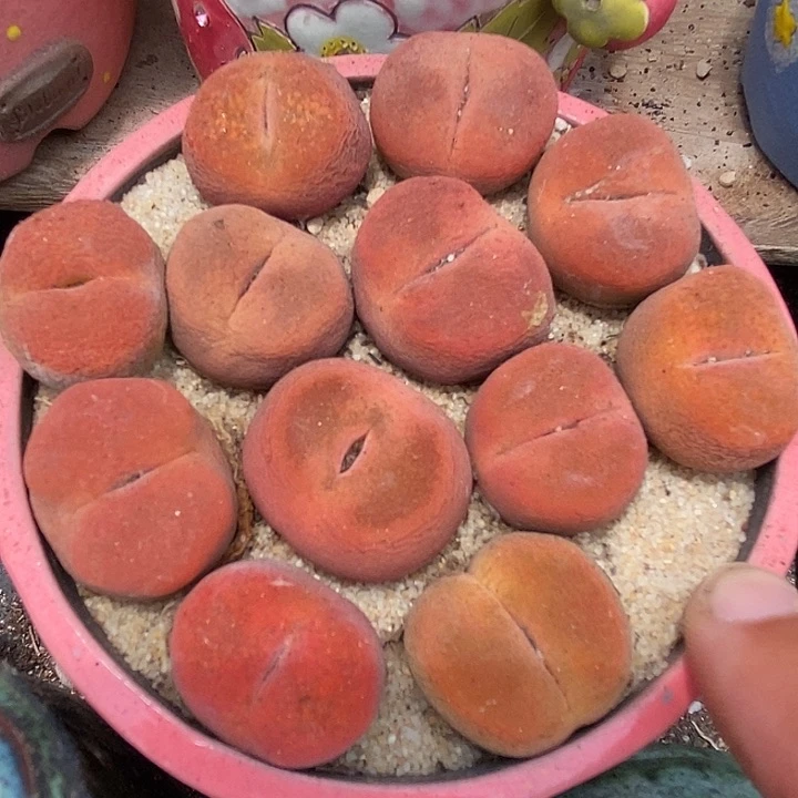 正版水蜜桃一颗   买2送1