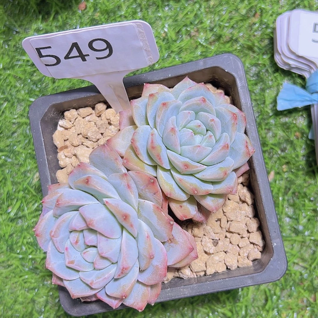 可****丽549美肉10元元元