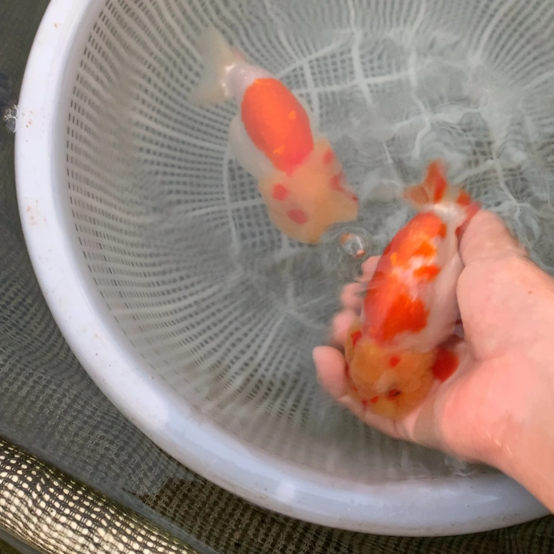 海水鱼特色红白兰寿