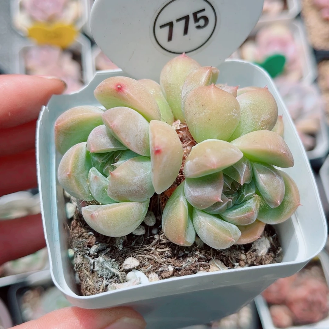 775号小老桩珍妮群5头
