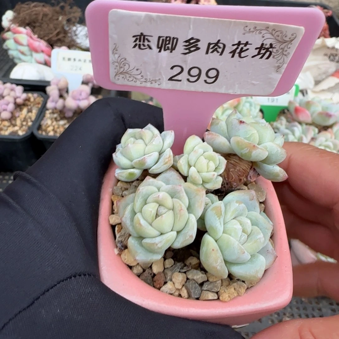 萍299冰玉自然群无砍