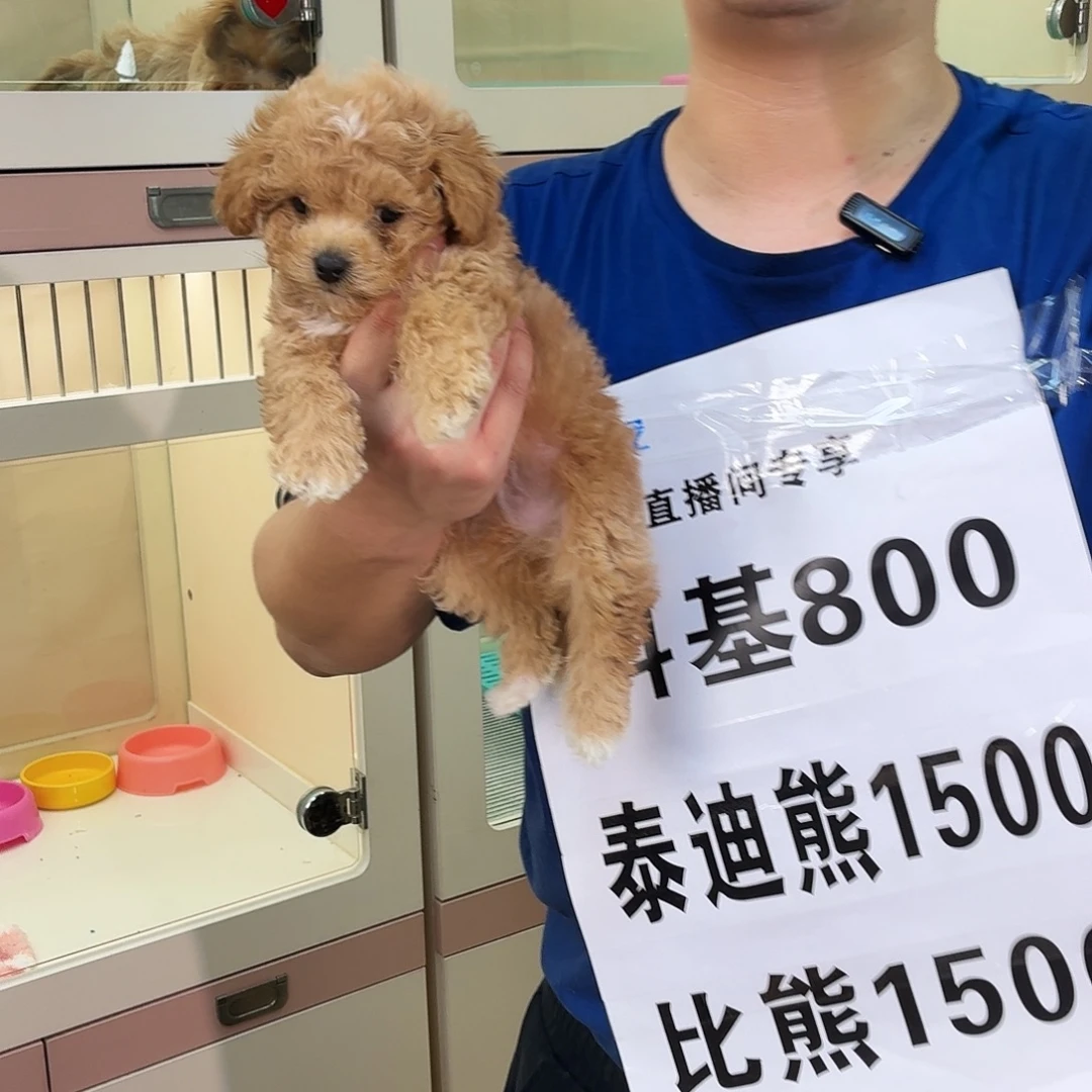 上海哈迪萌宠泰迪熊弟弟