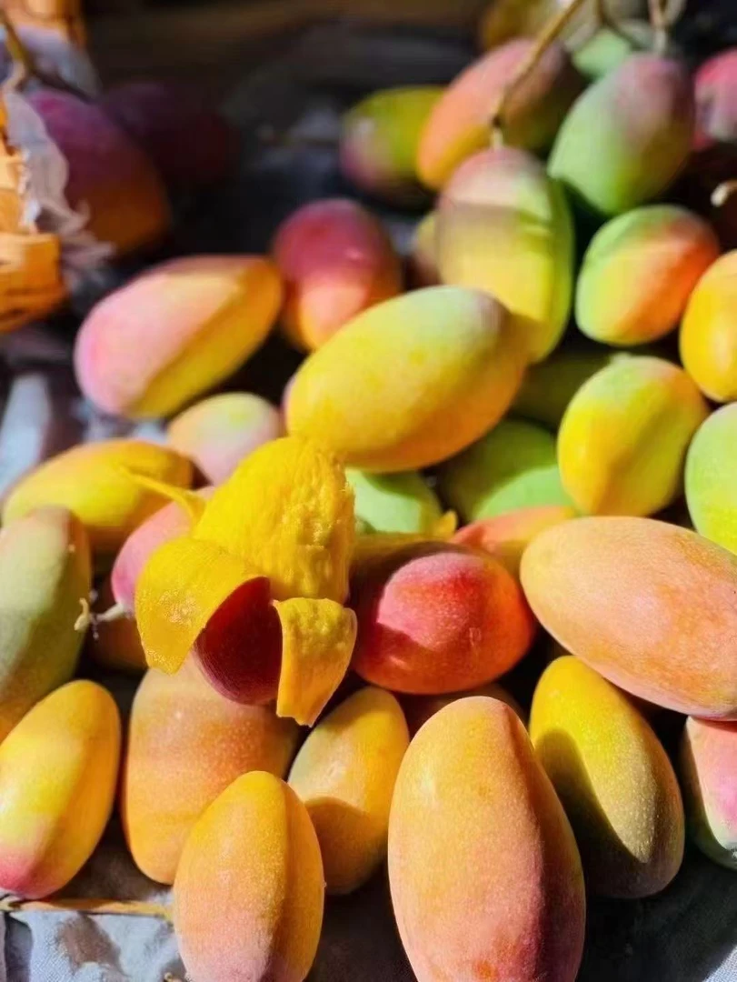 【放软食用】四川攀枝花贵妃芒果香甜多汁无丝应季水果百色白色