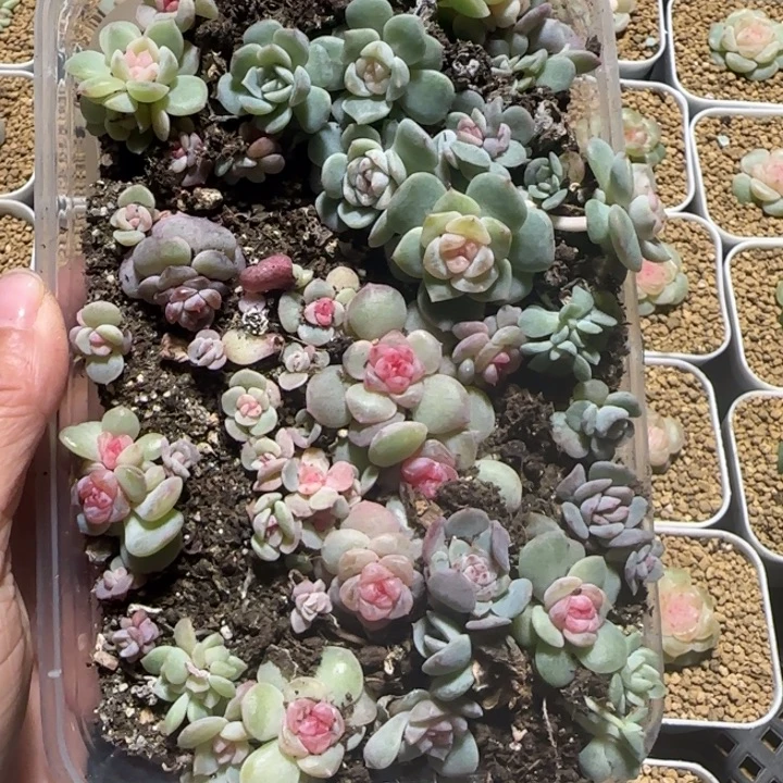 94绝绝子多肉一组