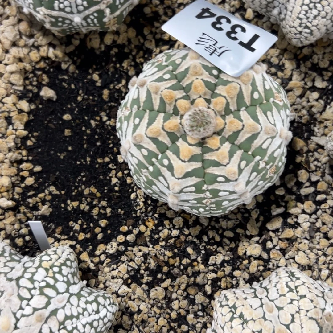 J***7T334号兜仙人球多肉