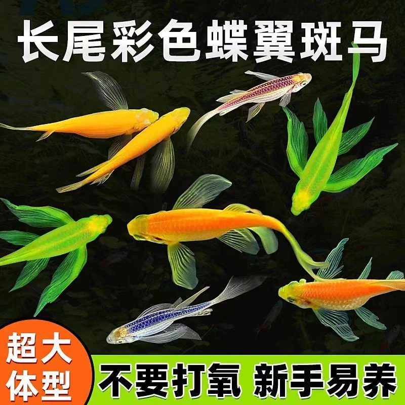 蝶翼斑马鱼粮五颜六色好看好养耐低温皮实小型热带鱼观赏鱼粮