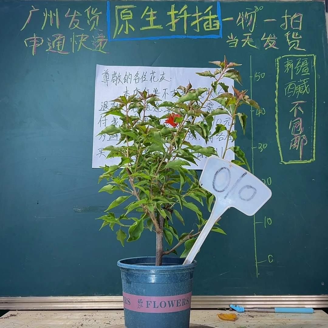 当前无花栽培后可以开花   热火桑巴  010