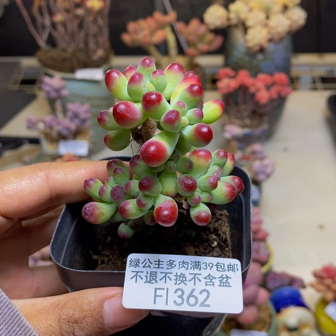 362乙女心多肉5c m