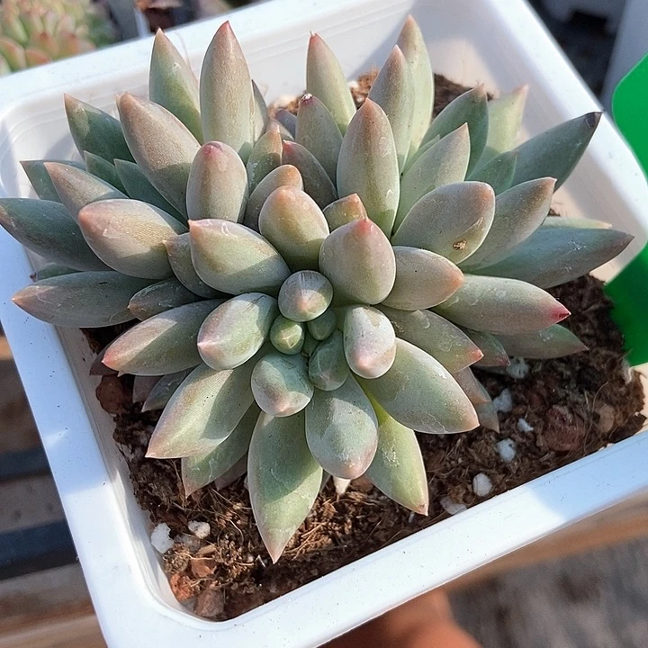 多肉植物水晶球063