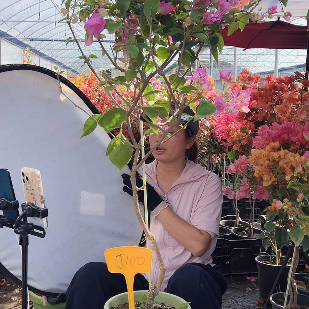 鹰***大部分花苞少量开放J100宫粉