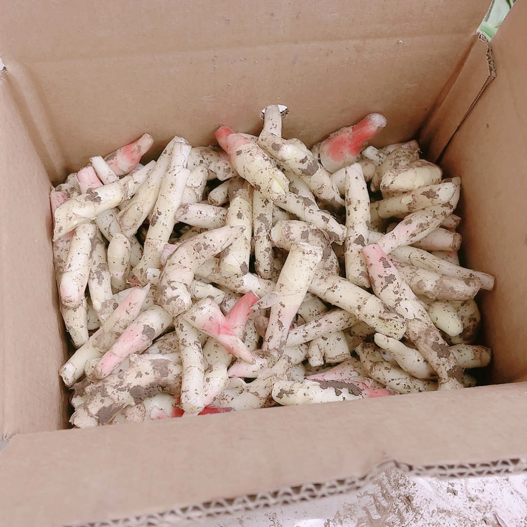 黄姜中国大陆碎姜