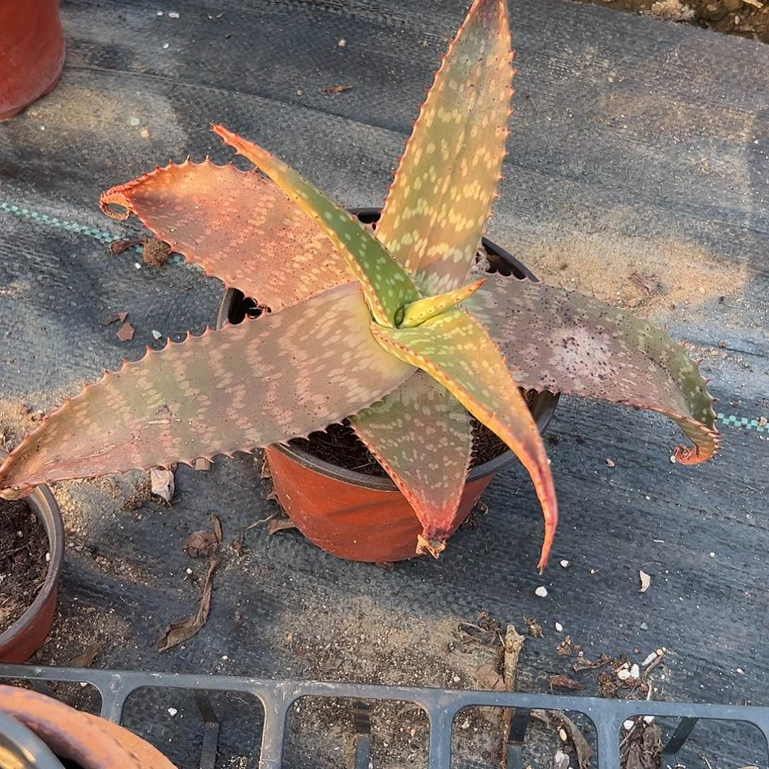 多肉植物多肉植物