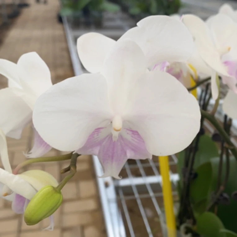 蝶兰小栈【水冰月】精品蝴蝶兰基地直发