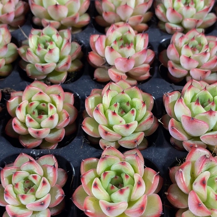 小星光珍妮1.5带土发