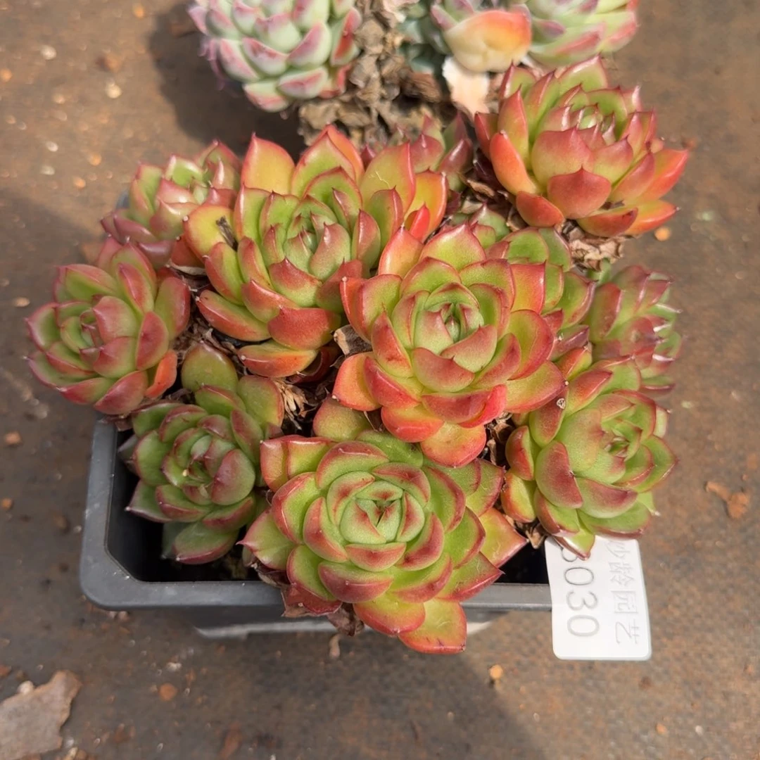 慢***活8030杂交多肉植物基地