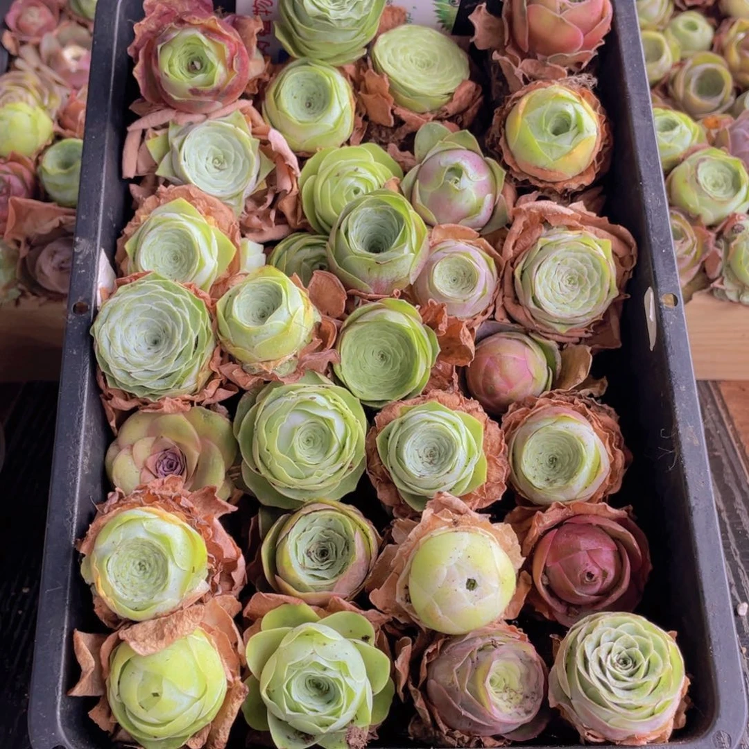 保底三十颗量拍88888