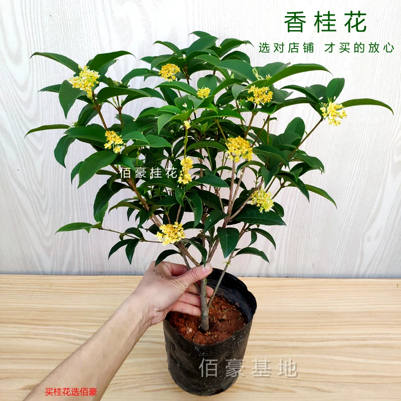 2025新品四季桂花盆栽室内阳台客厅庭院花卉好养植物带香味花期长