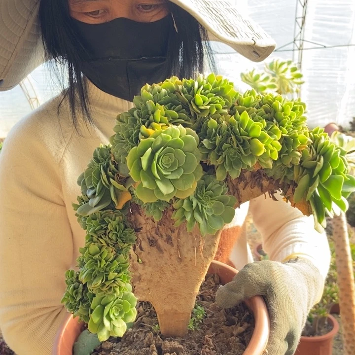 ✨****?043两颗缀化老桩