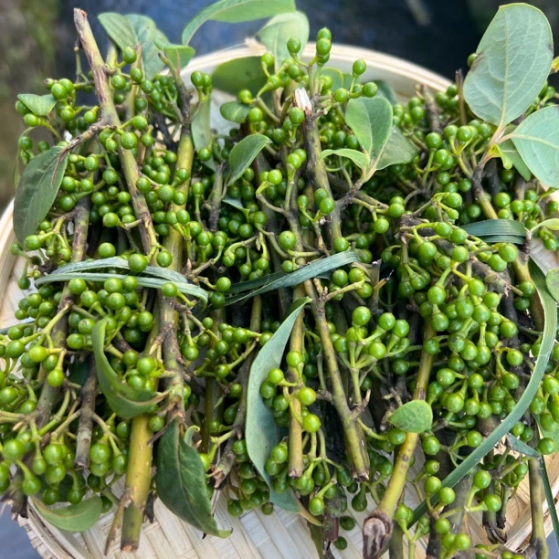 新鲜木姜仔带杆木姜山胡椒规格有5把/10把/1斤贵州山货农特产