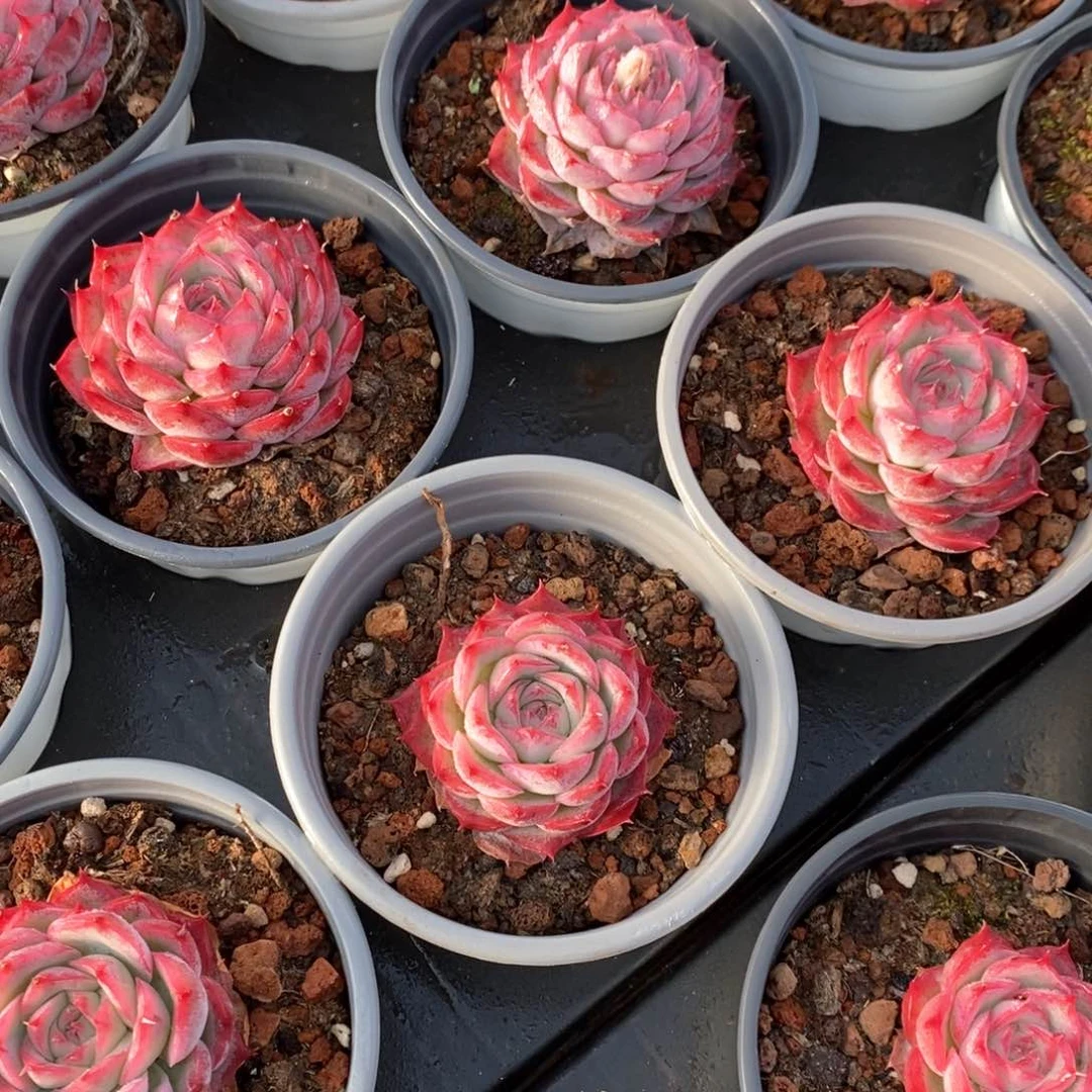 110侧影单头 福利多多