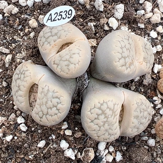 2539.4头白富贵群生