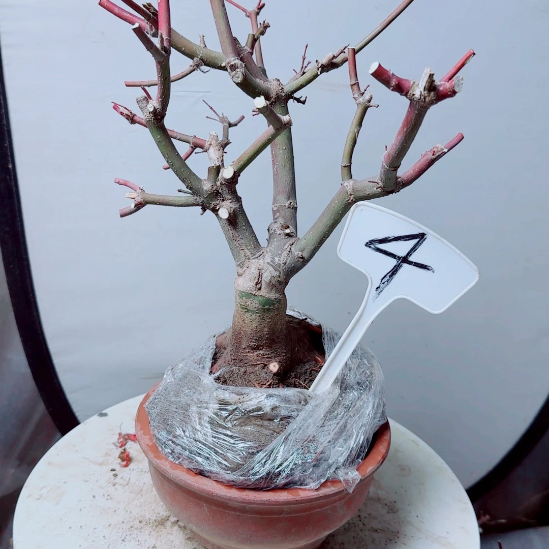 一***针无花朵出星星老桩